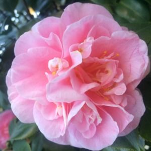 Meet your Posher, Refashion